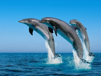 Delfines-saltando-juntos