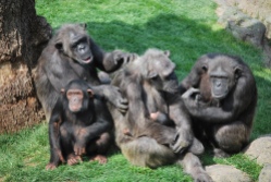 familia-chimpas-bioparc