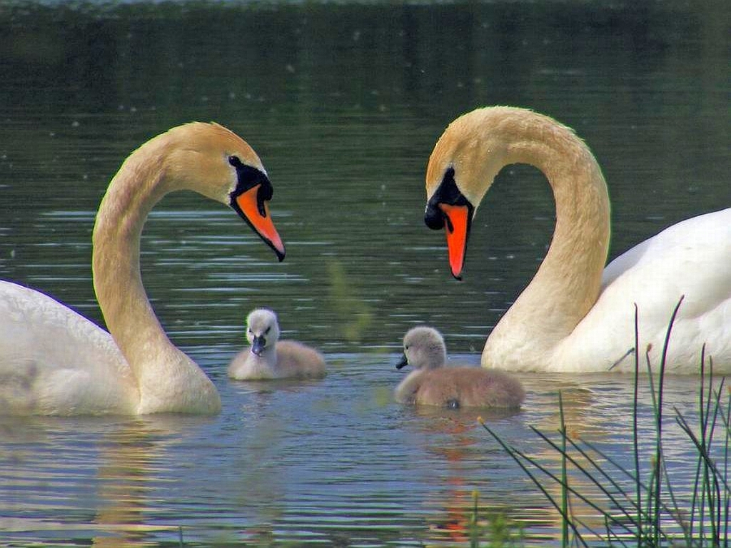 Resultado de imagen para familia de cisnes