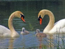 familia cisnes